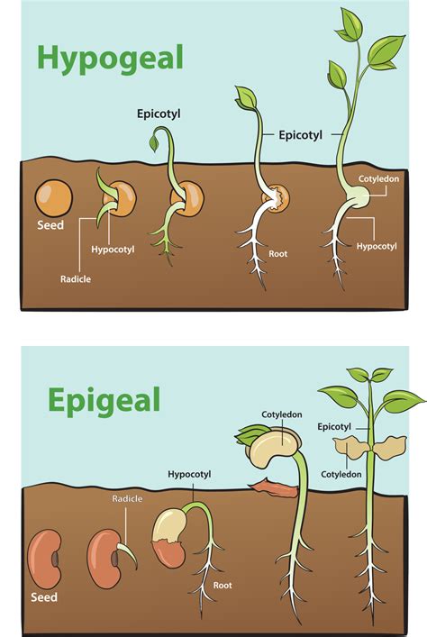 Illustration Of Seed Germination Infographic 23087844 Vector Art At