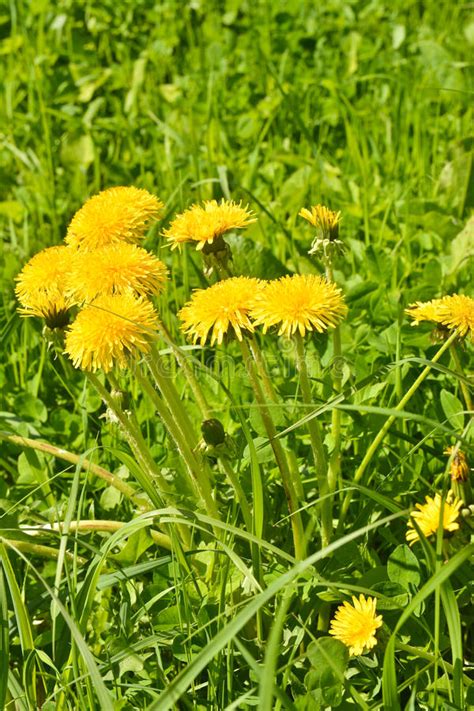 Spring Yellow Dandelions Stock Photo Image Of Yellow 85364264