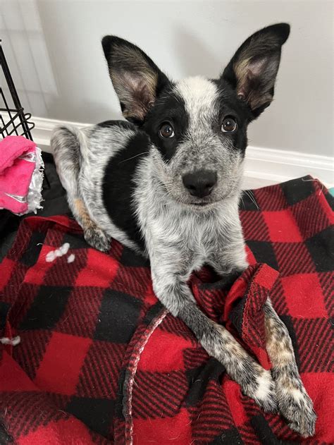 Dog for Adoption - Cash, a Cattle Dog in Laurens, SC | Alpha Paw