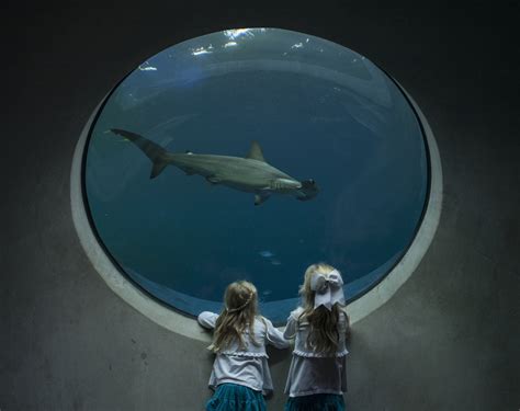 Inside Explorer For Aquariums Case Phillip And Patricia Frost Museum
