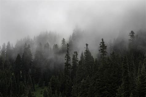 Free Images Tree Forest Snow Cloud Fog Mist Cloudy Morning