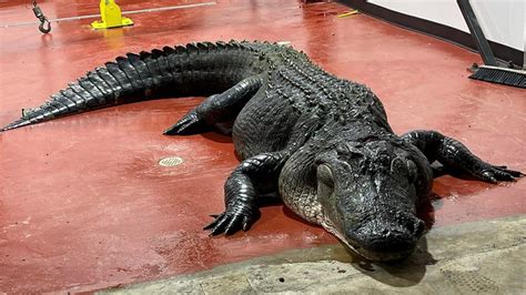 Alligator Hunters Bring In 13 Ft 825 Pound Alligator Out Of Lake Marion