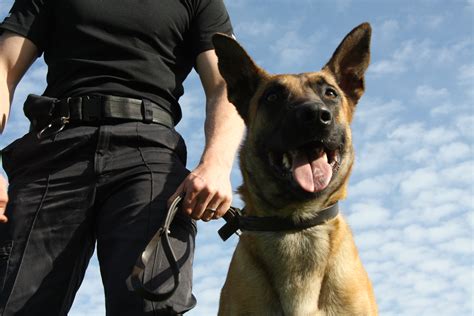 June 2011 Positive Police Dogs