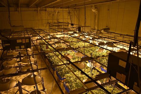 Commercial Grow Rooms In The Cannabis Business Groweriqca