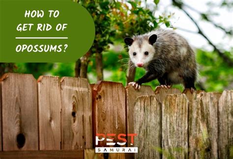 How To Get Rid Of Opossums A Complete Guide Pest Samurai