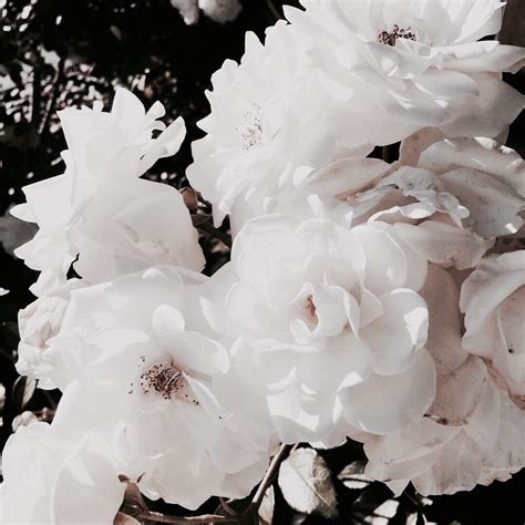 Grunge ༉‧₊° ︿︿ Aesthetic ˎˊ Beautiful Flowers Flowers Flower