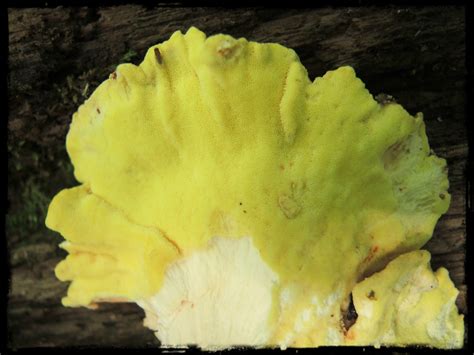 Foraging For Chicken Of The Woods Laetiporus Species