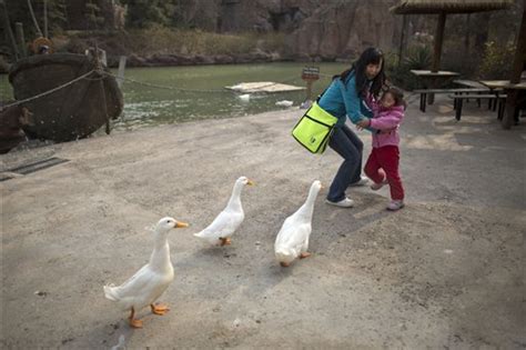 Bird flu outbreak in hunan province, which lies on the southern border of hubei province, the epicentre of the coronavirus outbreak. China bird flu mutates, might infect mammals