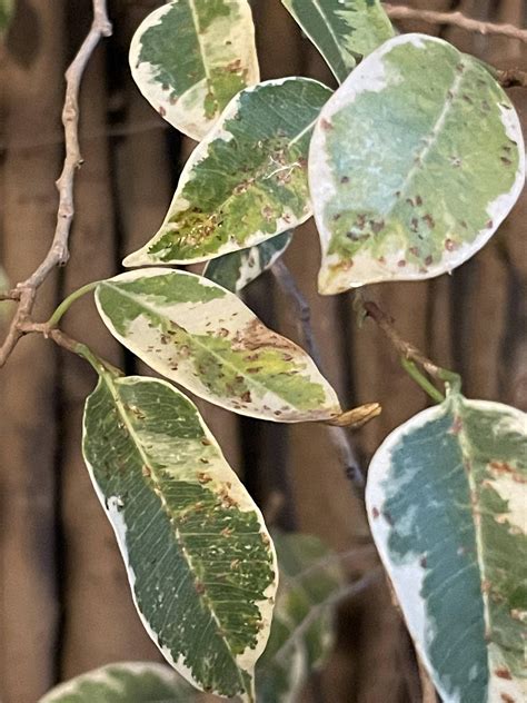 Ficus Tree Leafs With Spots Get Yellow And Fall Gardening