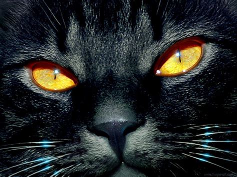Scary Cat Eyes