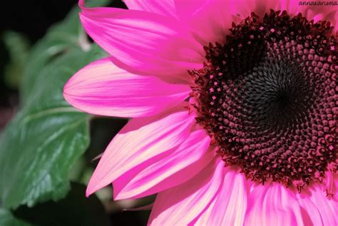 500seeds Beautiful Water Pink Sunflower Seeds Light Up Your Garden