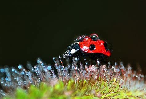 Ladybug On Dropsway By Bu Balus Via 500px Ladybug Ladybird