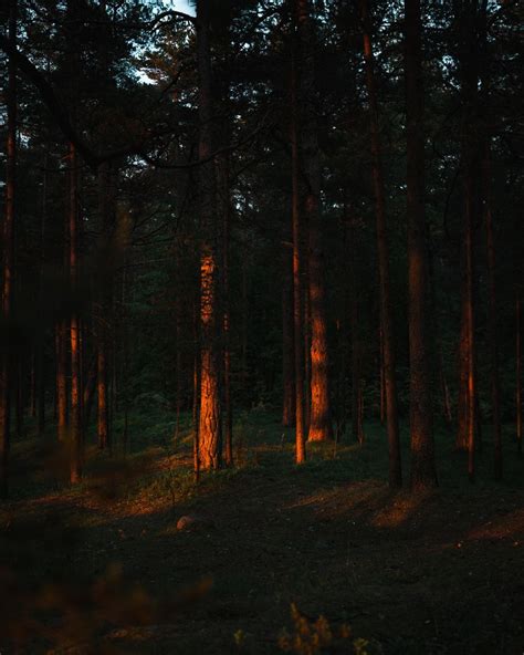 Download This Photo By Andrey Svistunov On Unsplash Photo Forest