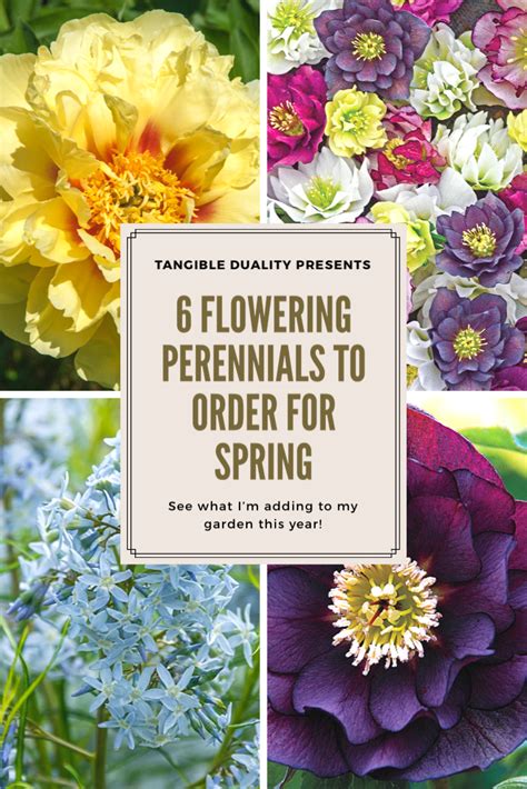 Perennials flowers perennials annual flowers fragrant flowers zone 6 plants floral garden summer blooming flowers perrenial flowers drought zone 6 flowers: 6 Flowering Perennials for Zone 5 to Order for Spring in ...