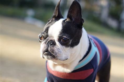 Things About The Boston Terrier Complete Guide And Top Facts Animal