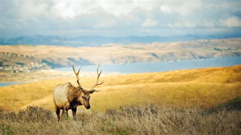 Wallpaper Landscape Deer Lake Nature Grass Hills Morning