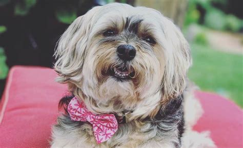 12 Amazing Things About Yorkie Poo Yorkie Poodle Mix Dogs