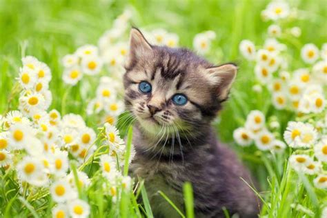 Portrait Of Cute Little Kitten Outdoors In Flowers Most Beautiful Cat