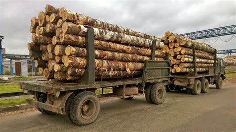 Possible Export Ban Of Russian Birch Logs On The Horizon