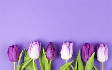Download Wallpapers Purple Tulips Spring Tulips On A Purple