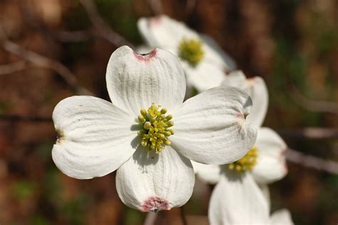 Richly Blessed The Story Of The Dogwood