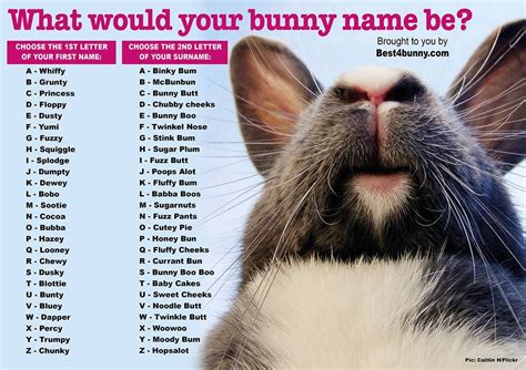 Nomes Para Coelha Fêmea