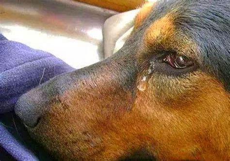 Can Dogs Cry Why Do Dogs Cry Myths And Reality Of Dog Tears