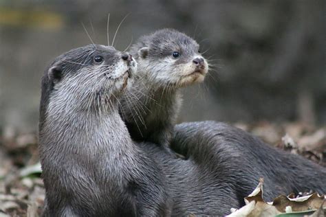 10 Facts You Might Not Know About The Adorable Otter By Taronga
