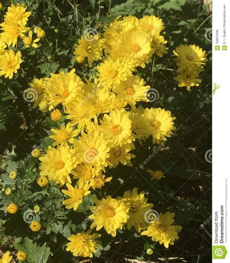 Plentitude Of Gorgeous Late Fall Chrysanthemums Stock