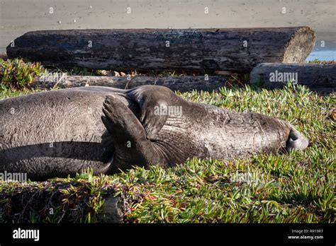 Elephant Seal Relaxing On The Beach In Drakes Bay Part Of The Point