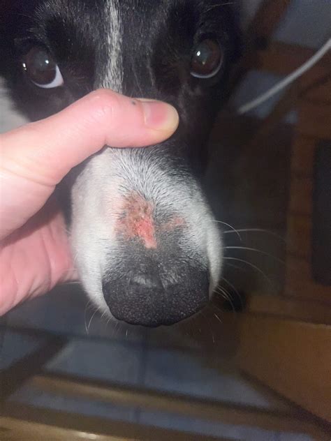My Dog Has A Sunburn On His Nose That Scabbed Up And Is Now Peeling I
