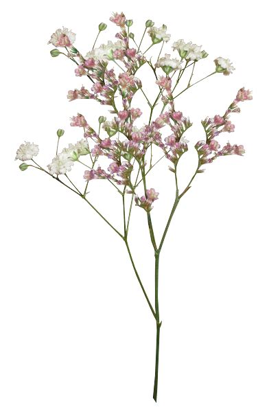 Aesthetic Flower Png Aesthetic Flower Png Transparent Free For