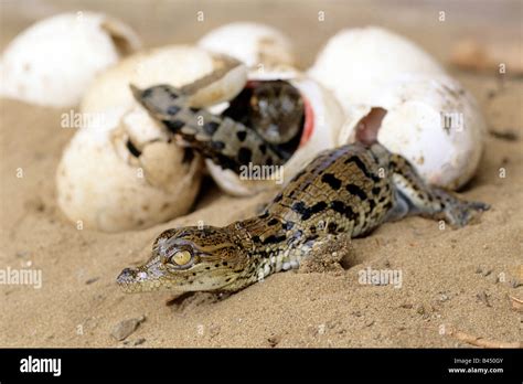 Crocodile Egg Nest Hi Res Stock Photography And Images Alamy