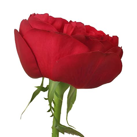 Wholesale Enticing Red Garden Rose ᐉ Bulk Enticing Red Garden Rose