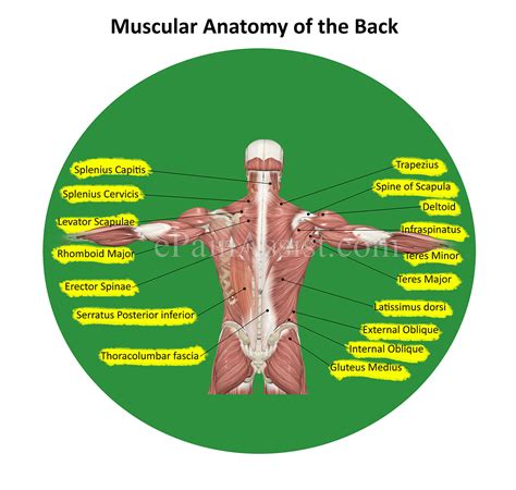 Their origins and insertions are difficult to remember, and they are best considered as parts of general functional groups. Low Back Pain or Lumbago|Anatomy, Causes, Symptoms ...
