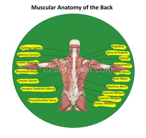 These muscles are also called immigrant muscles, since they actually represent muscles of the upper limb﻿ that have migrated to the back during fetal development. Low Back Pain or Lumbago|Anatomy, Causes, Symptoms, Treatment- PT, Surgery