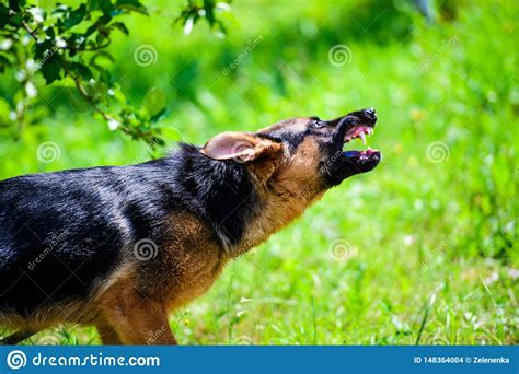 Angry German Shepherd Holds Toy In Mouth Royalty Free