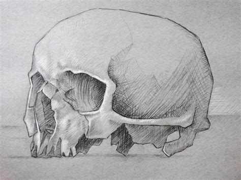 Skull Sketch R Drawing