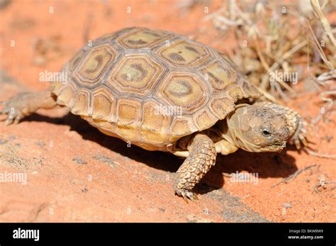 Desert Tortoise Closeup Hi Res Stock Photography And Images Alamy