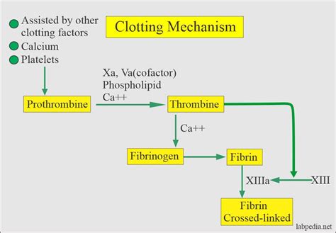 Clotting Time C T