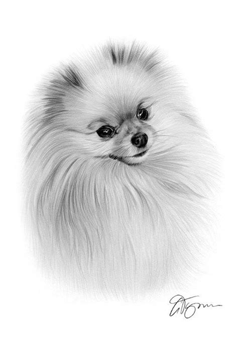 Siberian huskies are awesome dog breeds, but here's what you ned to know before you. Pomeranian dog pencil drawing thumbnail (с изображениями ...