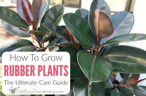 Rubber Plant Care Guide How To Grow Ficus Elastica Get Busy Gardening