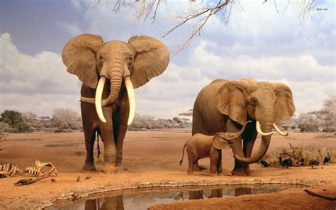 Elephant Screensavers And Wallpaper 69 Images