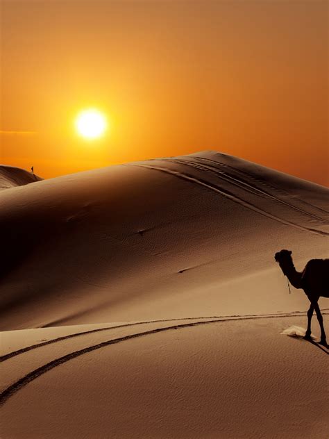 Sun People Desert Camel Wallpaper 1536x2048