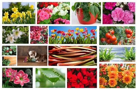 We did not find results for: 15 Toxic Plants to Avoid If You Have Pets | Walk It Like A Dog