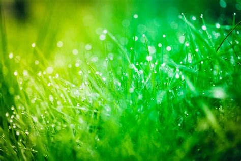 Dew Drops On Bright Green Grass Stock Photo Image Of Ground Humid