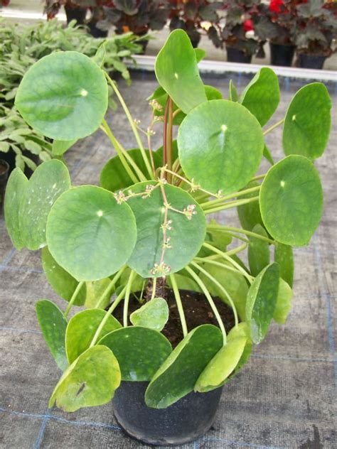 Pilea Peperomioides Chinese Money Plant World Of Succulents