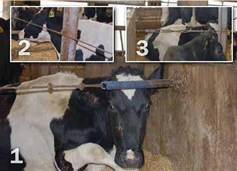 Hoards Dairyman Handy Hint Cable Prevents Cows From Getting Caught In