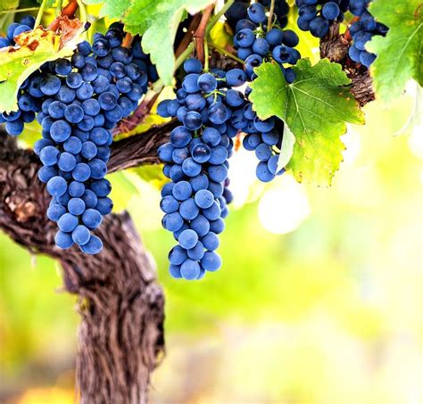 Purple Grape Seeds For Planting Wine Grapes Made In Usa Etsy Canada