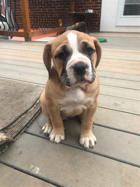 Old English Bulldog Puppies For Sale Adelphi Md 321253